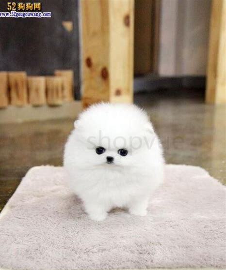 球体博美如何养才能长大,球体博美怎么养