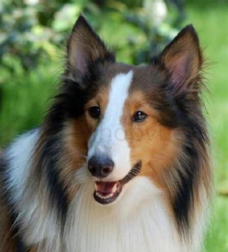 苏格兰牧羊犬怎么养好