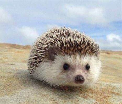 刚出生刺猬怎么养好