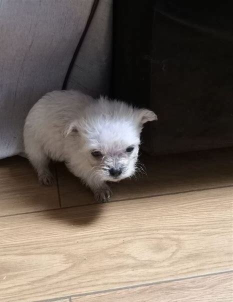 没满月的狗狗怎么养