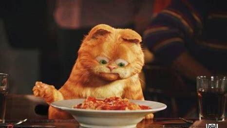 加菲猫讨厌主人的表现