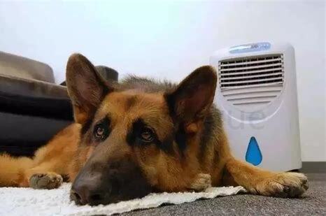 狗狗空嚼和吧唧嘴巴