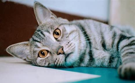 折耳猫虎斑怎么养