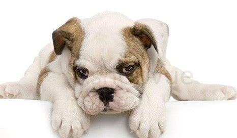 沙皮犬幼犬怎么养的