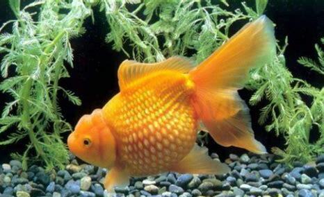 水族箱怎么养金鱼 水族箱怎么养金鱼