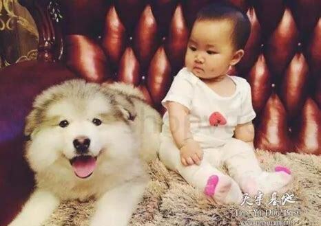 怀孕怎么不能养狗狗