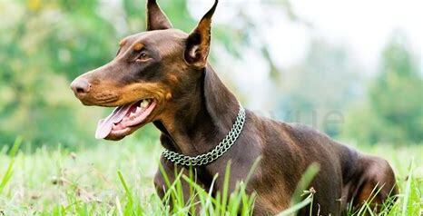 养杜宾犬怎么样