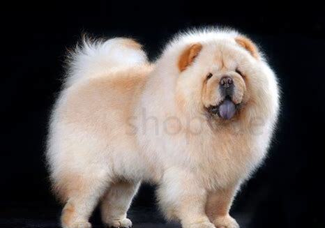 松狮幼犬怎么养