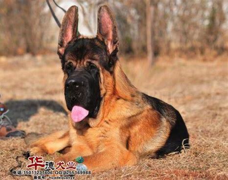 锤系德牧养两个