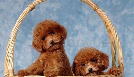 贵宾犬成年怎么养