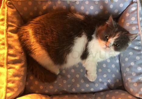 矮脚猫后期有什么病