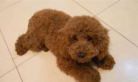 成犬泰迪怎么养比较好