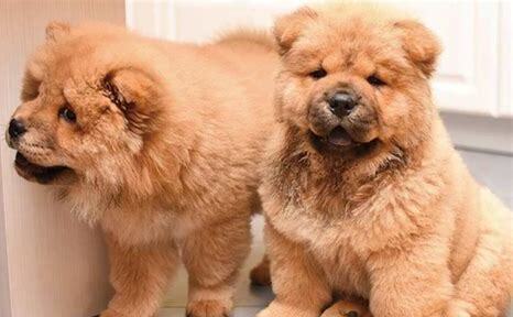 松狮幼犬怎么养的