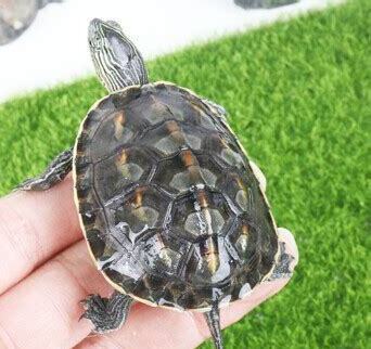 怎么养好珍珠龟