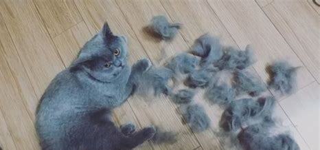 不爱掉毛的猫有哪些,不爱掉毛的猫排名