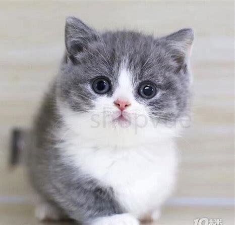 蓝白猫为什么不能养