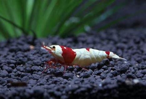 怎么养好水晶虾