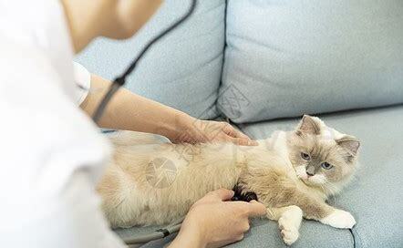 猫打针的疫苗顺序时间