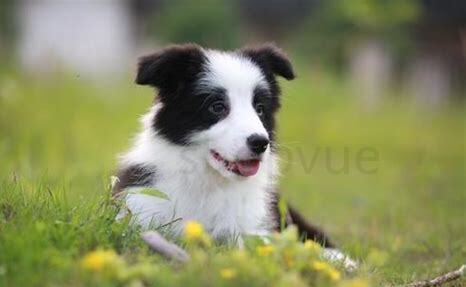 小牧羊犬怎么养