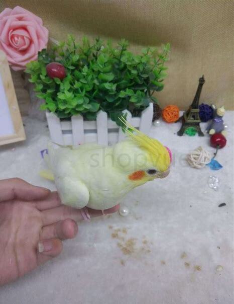 抓的小鸟怎么养