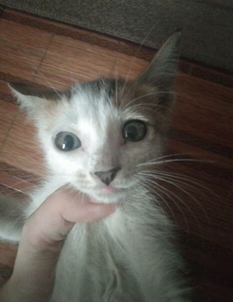 捡了只猫怎么养