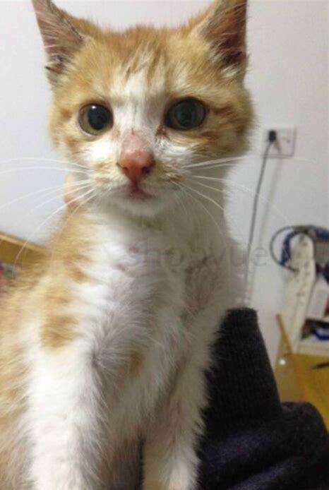 捡了只猫怎么养活