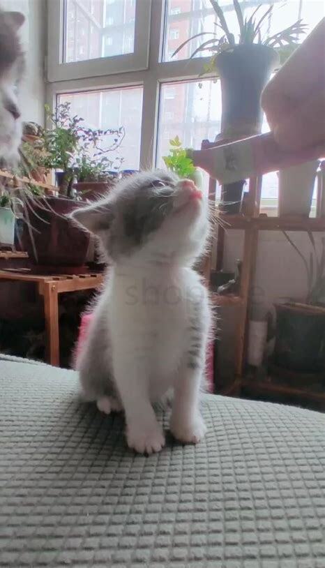 刚满月的小猫怎么养