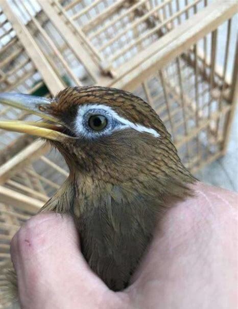 仰头画眉鸟怎么养