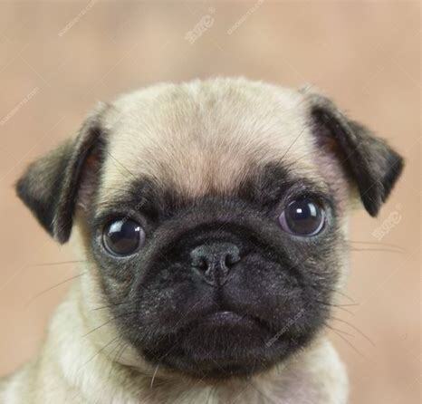 巴哥幼犬怎么养