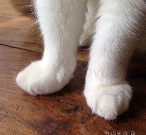 被小猫爪子勾破一个点