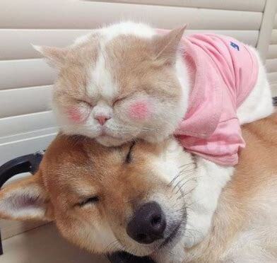 一周的猫咪怎么养