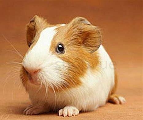 怎么养荷兰猪不臭不臭