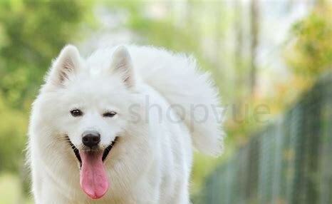 满月萨摩耶犬怎么养