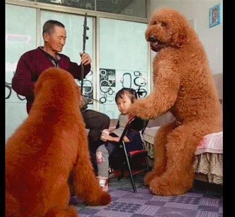 巨型贵宾犬如何养最好,巨型贵宾犬怎么养