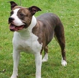 斯塔福犬怎么养才能养活