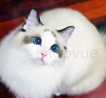 布偶猫忌讳最喜欢让人摸它哪