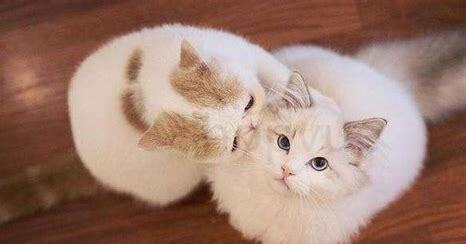 喷猫藓的药猫舔到有事吗