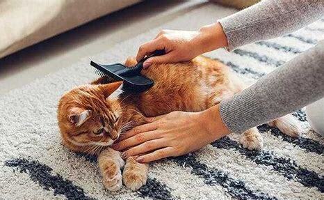 猫怎么养不掉毛