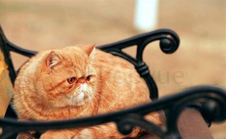 猫怎么养才胖一点 猫怎么养才胖一点
