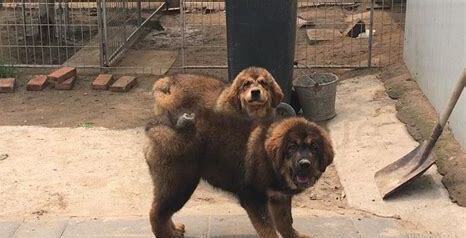 藏獒怎么养才不咬人 藏獒怎么养才不咬人