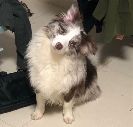 边牧两个月怎么养