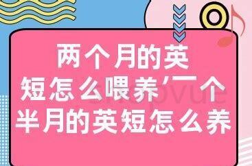 两个月的英短猫怎么养