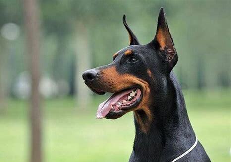 三个月的杜宾犬