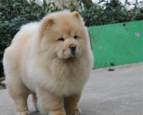 1个月的松狮怎么养才能养活