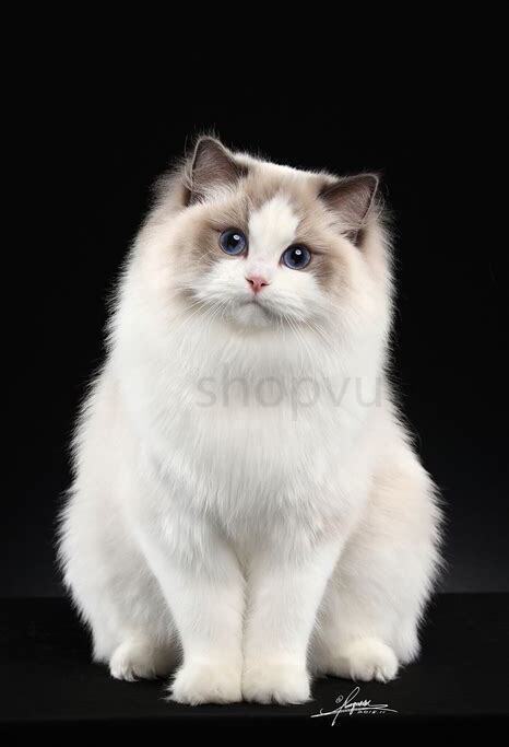 三个月的布偶怎么养 三个月的布偶怎么养