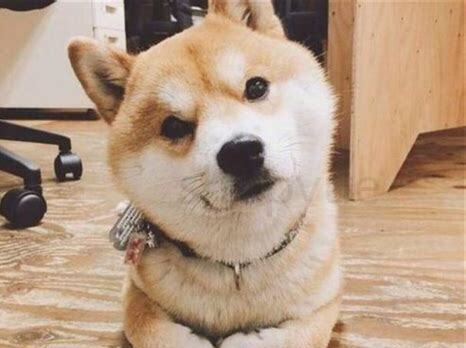 小鹿幼犬怎么养