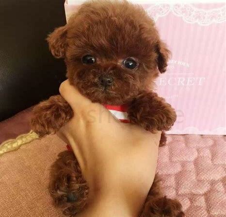 泰迪熊狗怎么养