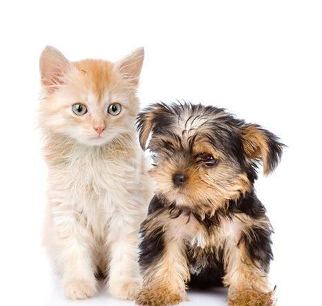 狗和猫怎么一起养呢