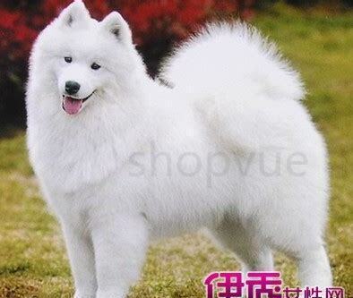 萨摩耶三个月怎么养