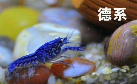 淡水观赏虾怎么养殖